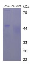 Figure 2. SDS-PAGE