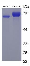 Figure 2. SDS-PAGE