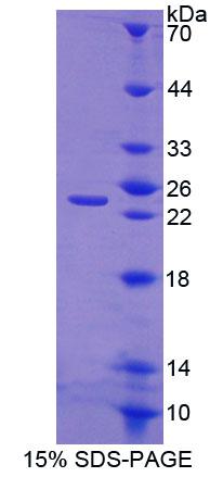 Figure 1. SDS-PAGE