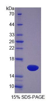 Figure 1. SDS-PAGE