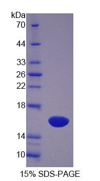 Figure 1. SDS-PAGE