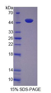 Figure 1. SDS-PAGE