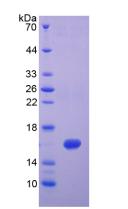 Figure 3. SDS-PAGE