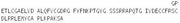 Recombinant Insulin Like Growth Factor 1 (IGF1), RPU50609