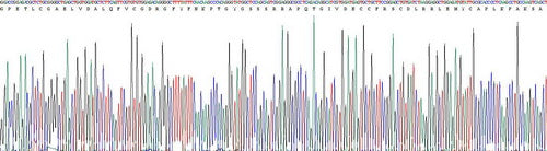 Recombinant Human Insulin Like Growth Factor 1 (IGF1)
