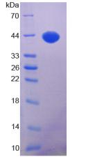 Figure 3. SDS-PAGE