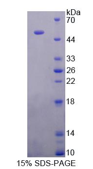 Figure 1. SDS-PAGE