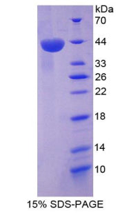 Figure 1. SDS-PAGE