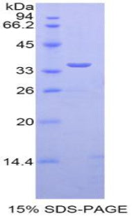 Figure 1. SDS-PAGE