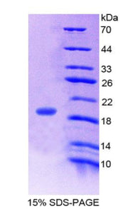 Figure 1. SDS-PAGE