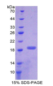Figure 1. SDS-PAGE