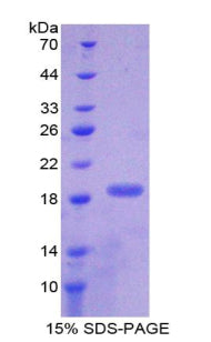 Figure 1. SDS-PAGE
