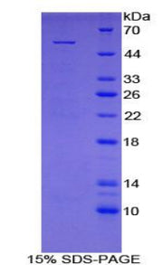 Figure 1. SDS-PAGE