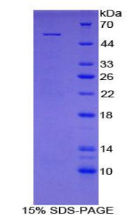 Figure 1. SDS-PAGE