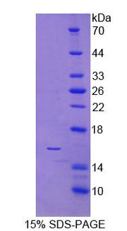 Figure 1. SDS-PAGE