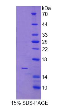 Figure 1. SDS-PAGE