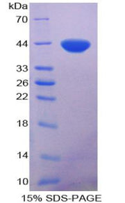 Figure 1. SDS-PAGE