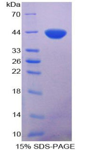 Figure 1. SDS-PAGE
