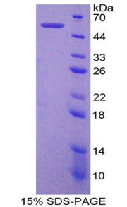 Figure 1. SDS-PAGE