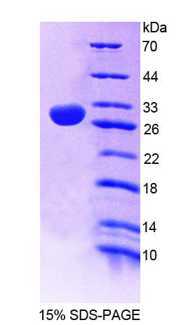 Figure 1. SDS-PAGE