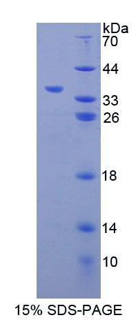 Figure 1. SDS-PAGE