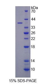 Figure 1. SDS-PAGE