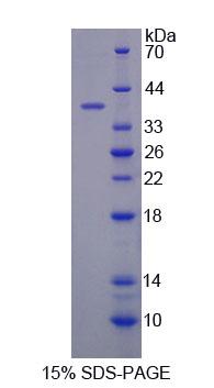 Figure 1. SDS-PAGE