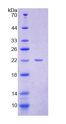 Figure 1. SDS-PAGE