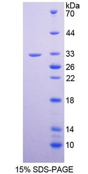 Figure 1. SDS-PAGE