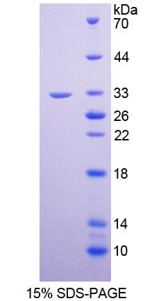 Figure 1. SDS-PAGE