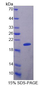 Figure 1. SDS-PAGE