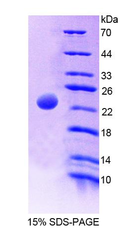 Figure 1. SDS-PAGE