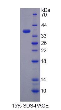 Figure 1. SDS-PAGE