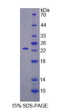 Figure 1. SDS-PAGE