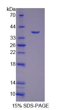 Figure 1. SDS-PAGE