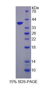 Figure 1. SDS-PAGE