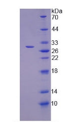 Figure 2. SDS-PAGE