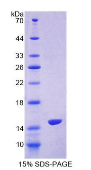 Figure 1. SDS-PAGE