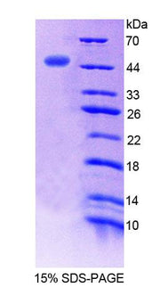 Figure 1. SDS-PAGE