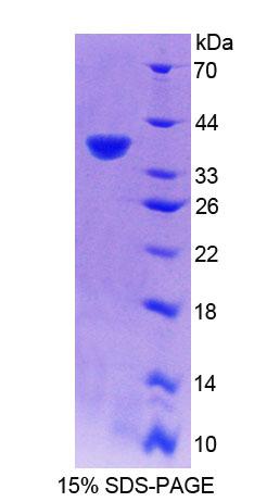 Figure 1. SDS-PAGE