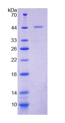 Figure 1. SDS-PAGE