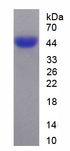 Figure 1. SDS-PAGE