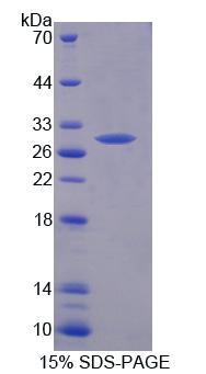 Figure 1. SDS-PAGE