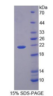 Figure 1. SDS-PAGE
