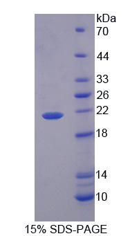 Figure 1. SDS-PAGE