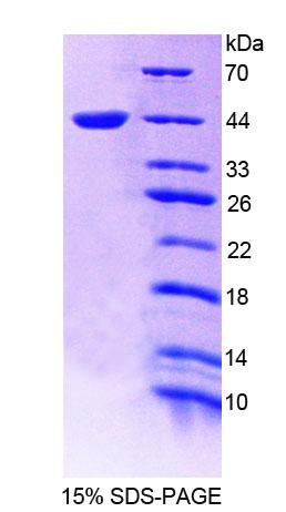 Figure 1. SDS-PAGE