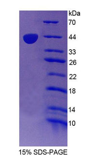 Figure 1. SDS-PAGE