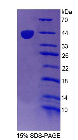 Figure 1. SDS-PAGE