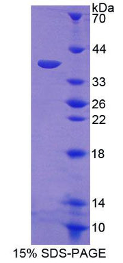 Figure 1. SDS-PAGE
