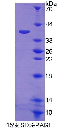 Figure 1. SDS-PAGE